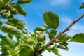 Apple development stages. Unripe apple on a apple tree