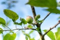 Apple development stages. Unripe apple on a apple tree