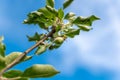 Apple development stages. Unripe apple on a apple tree