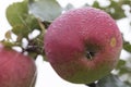 Apple with dew drops Royalty Free Stock Photo