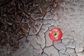 An apple on a dried and cracked ground soil. Food insecurity, famine, hunger and drought concept.