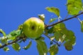 Apple in droplets of water