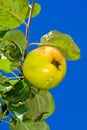 Apple in droplets of water