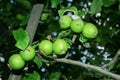 A branch of green apple Royalty Free Stock Photo