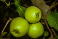 Green apples on the tree Royalty Free Stock Photo