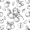 Apple engraving pattern. Seamless hand drawn print with organic garden fruits. Orchard crop. Juicy pieces. Plant