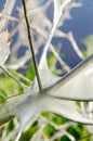 Apple Ermine (Yponomeuta malinellus) Royalty Free Stock Photo