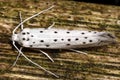 Apple ermine (Yponomeuta malinellus) from above