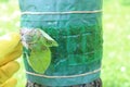 Apple ermines on a leaf in front of a glue band on a tree Royalty Free Stock Photo