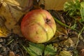 An Apple fallen from a tree, lying in the grass