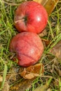 An Apple fallen from a tree, lying in the grass