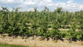 Apple farm in Canada Royalty Free Stock Photo