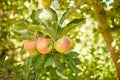 Apple, farm or garden with trees for harvest on field of sustainable orchard farmland outside on sunny day. Agriculture Royalty Free Stock Photo