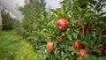 Apple Farm Stanthorpe Australia