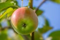 Apple, farm and tree with growth in closeup with agriculture, nutrition and food production. Orchard, farming and leaves Royalty Free Stock Photo