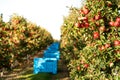 Apple farming industry. Blue crates filled with picked fruits for export. Harvest in an orchard