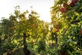 Apple farming industry. Old apple orchard. Rows of apple trees growing on apple farm Royalty Free Stock Photo