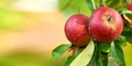 Apple, farming and space in tree at orchard, nutrition and food production with mockup in countryside. Growth, red Royalty Free Stock Photo