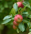 Apple, farming and tree in closeup for agriculture, nutrition or food production in countryside. Growth, red fruits and Royalty Free Stock Photo