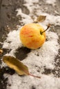 Apple on the first October snow Royalty Free Stock Photo