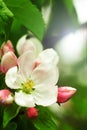 Apple flower