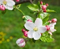 Apple flower