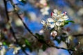 Apple flower