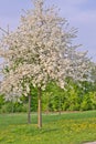 Entire apple tree full with white apple blossoms in a grass and dandelions field Royalty Free Stock Photo