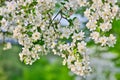 Apple blossoms in apple branches with green leafs with blue sky in background Royalty Free Stock Photo