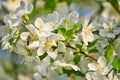 Apple blossoms in apple branches with green leaves and honey bee on the flower Royalty Free Stock Photo