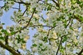 White apple blossoms in apple branches with green leafs in spring time Royalty Free Stock Photo