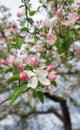 Apple flower blossom tree