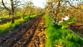 apple flower in a blossoming orchard in spring