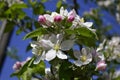 The apple flower blossoms Royalty Free Stock Photo