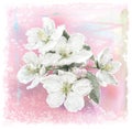 Apple flower Royalty Free Stock Photo