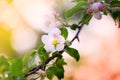 Apple flower on branch on sunny spring background.