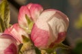 Apple flower bud close up look Royalty Free Stock Photo