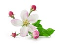 Apple Flower with buds Royalty Free Stock Photo