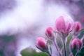 Apple flower buds close up on a light blurred background Royalty Free Stock Photo