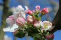 Apple flower buds ready to bloom in spring Royalty Free Stock Photo