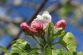 Apple flower buds ready to bloom in spring Royalty Free Stock Photo