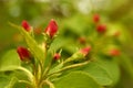 Apple flower buds in spring Royalty Free Stock Photo