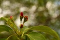 Apple flower buds in spring Royalty Free Stock Photo