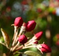 Apple flower buds in spring Royalty Free Stock Photo