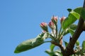 Apple flower buds Royalty Free Stock Photo