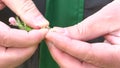 Apple flower check in the hands