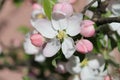 Apple flower. Cherry Blossom Macro. Macro view white flowers. Spring nature landscape. Soft background. Royalty Free Stock Photo