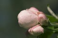 Apple flower closed buds in spring . Macro shot Royalty Free Stock Photo