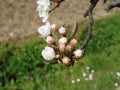 Apple flower closed buds in spring . Tuscany, Italy Royalty Free Stock Photo