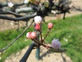 Apple flower closed buds in spring . Tuscany, Italy Royalty Free Stock Photo